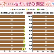桜のつぼみ調査