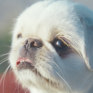 『犬も歩けば』