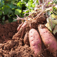 22歳の息子が泥だらけ！？70歳の祖母の“自慢げな様子”に⇒「言葉にできないほど幸せ」