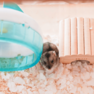 極度の人見知りなハムスター　夜中に響く音に違和感…⇒まさかの行動に「え、そこ？」「どうやって登った？」