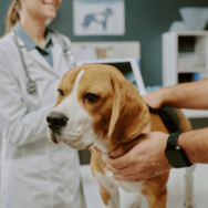 診察台を拒否する愛犬　獣医の“まさかの最終手段”に⇒豹変し「え！」「先生に感謝」