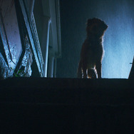 『GOOD BOY／グッド・ボーイ』© 2025 Whats Wrong With Your Dog, LLC. All Rights Reserved.