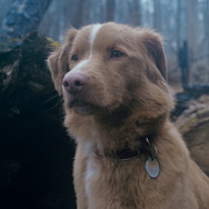 『GOOD BOY／グッド・ボーイ』© 2025 Whats Wrong With Your Dog, LLC. All Rights Reserved.