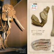 展示内容のイメージ