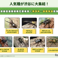 人気種が渋谷に大集合