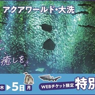 大洗水族館「東京都民の日」にあわせて割引キャンペーン