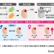 父親の高齢化に伴うマウス胎仔の脳の遺伝子発現変化と雌雄差