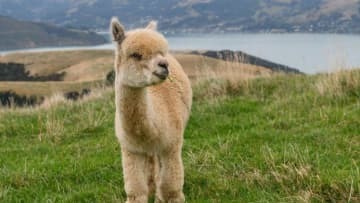 「ピッチにアルパカが乱入」するモフモフ動画がこれ