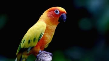 ゴール直後、「走る選手に鳥が着地する」奇跡の場面がこれ