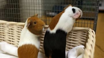 エヴラ、小動物をビビらせる