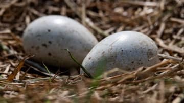 生命の奇跡…サッカーの試合中、鳥がピッチに卵を生む