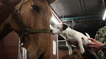 デフリンピック予選の試合、「馬と犬2匹が連続乱入」する