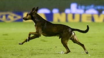 ボールが好き過ぎる犬が試合に乱入！選手を股抜きする