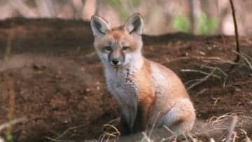 ピッチにキツネが3回乱入。袋で遊ぶ