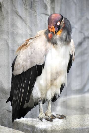 名古屋市の東山動植物園で死んだトキイロコンドルの「トキさん」＝2021年9月（同園提供）