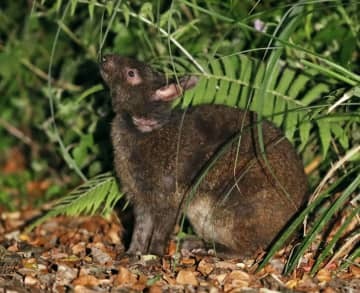 アマミノクロウサギ＝鹿児島県・奄美大島