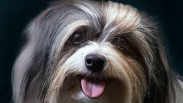 インモービレ、子犬とたわむれる