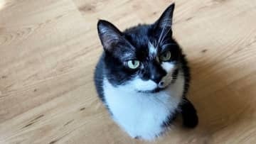 ネコ虐待のズマは見習え！試合に乱入した猫を丁重に扱う3部選手が話題に