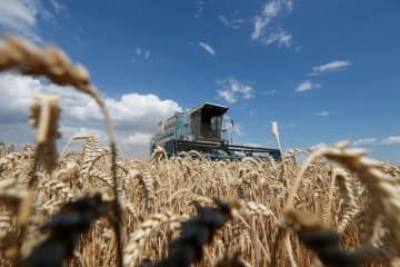 ウクライナの首都キエフ近郊の小麦畑＝2020年7月（ロイター＝共同）