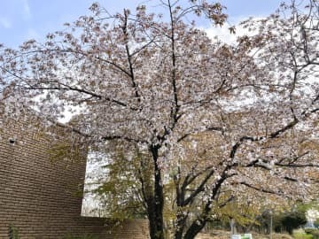 大阪公立大の構内で開花したヤマザクラ＝3月、堺市（青野靖之准教授提供）