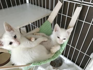 日本動物虐待防止協会が運営するカフェの保護猫＝2020年7月、横浜市（同協会提供）