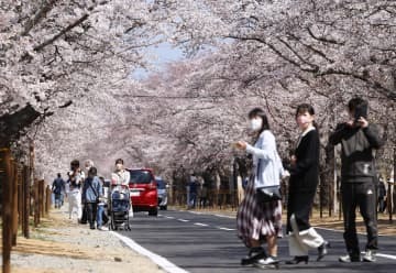 避難指示解除に向け、通行規制が緩和された通りで桜を楽しむ人たち。「桜のトンネル」全域への立ち入りが可能となった＝9日午後、福島県富岡町