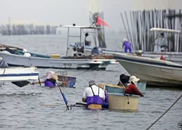 熊本県の緑川河口で再開されたアサリ漁＝12日午前
