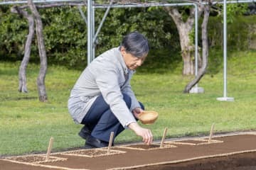 苗代に種もみをまかれる天皇陛下＝19日午後、皇居（宮内庁提供）