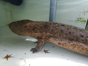 広島市安佐動物公園で保護されていたオオサンショウウオ（同園提供）