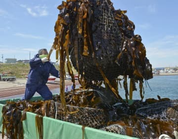 北方領土・歯舞群島の貝殻島周辺の漁で水揚げされたコンブ＝2021年6月、北海道根室市