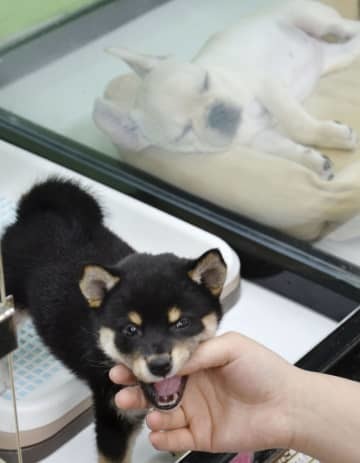ペットショップに並ぶ子犬＝2019年、東京都内