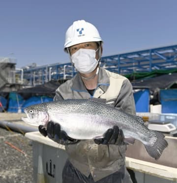液化天然ガスで冷却された海水を使い、陸上で養殖された「トラウトサーモン」＝2日午後、愛知県知多市