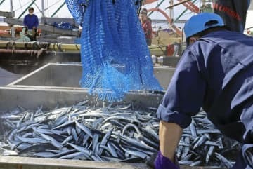 北海道・花咲港で水揚げされたサンマ＝昨年8月