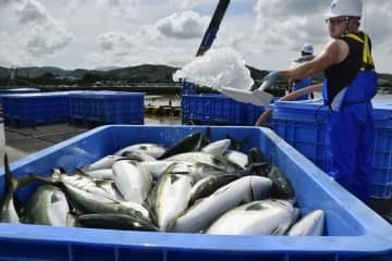 洋上のいけすから陸揚げされた養殖ブリ＝2020年、宮崎県串間市
