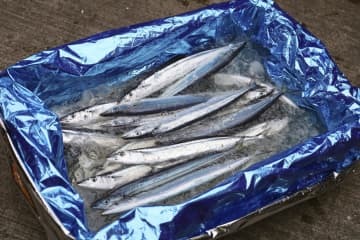 初水揚げされたサンマ＝18日午前、北海道根室市