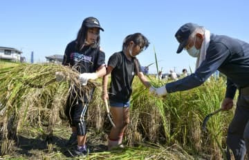 「奇跡の復興米」の稲を刈り取る子どもら＝11日、大阪府富田林市