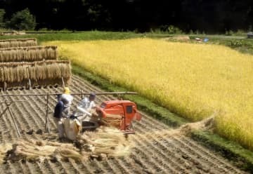 稲刈りの様子＝2017年、長野県内