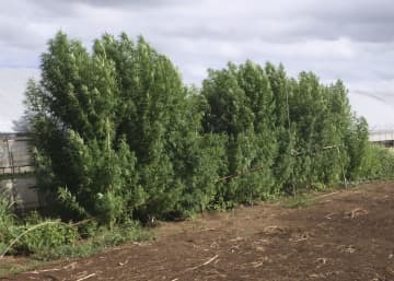 容疑者が技能実習生として働いていた畑で栽培したとみられる大麻草＝茨城県鉾田市（同県警提供）