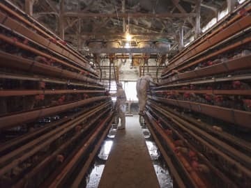 高病原性鳥インフルエンザが確認された養鶏場の殺処分作業＝1日午前、香川県観音寺市（同県提供）