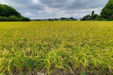 収穫を待つ稲＝9月、埼玉県内