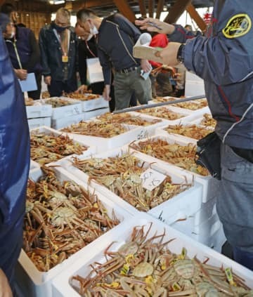漁が解禁され、初競りにかけられる「越前ガニ」＝6日、福井県越前町