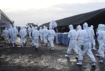 鳥インフルエンザが確認された宮崎県新富町の養鶏場で、殺処分作業を進める関係者＝20日午前（県提供）