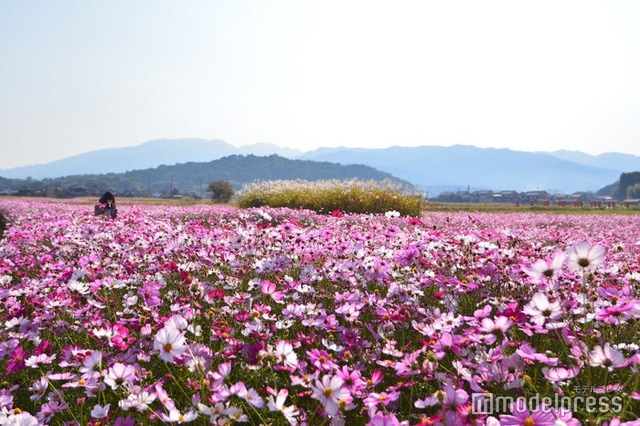 奈良県橿原市／藤原宮跡（C）モデルプレス