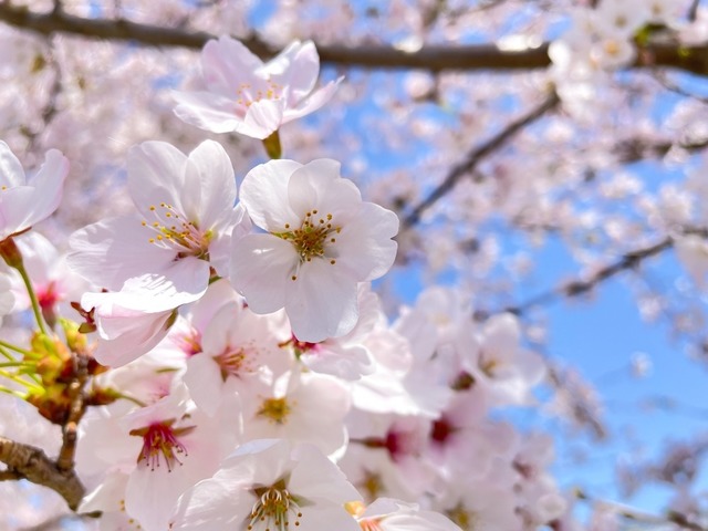 桜の下でシートを広げ飲食。すると「こんなに…！」外国人が驚いた花見の様子に『心を通わせる大切な時間』