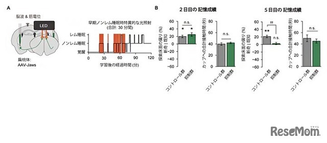 早期ノンレム睡眠時の扁桃体→M2入力の抑制による床面記憶の強化のみの阻害