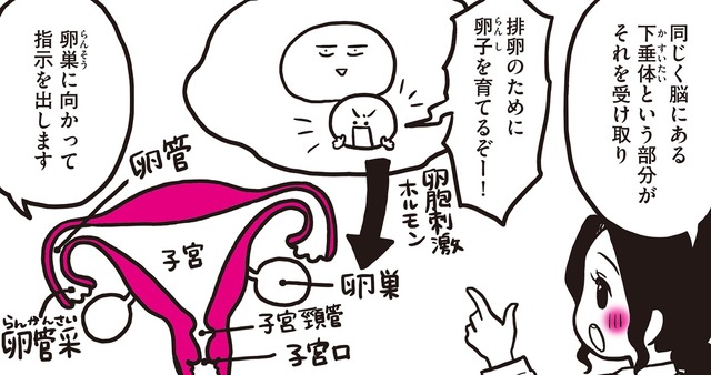 生理が起きる仕組みは、子宮だけではない。生理は、脳からスタートしていた！2種類の女性ホルモンが関係している仕組みをわかりやすくレクチャー【生理前モンスター#6】