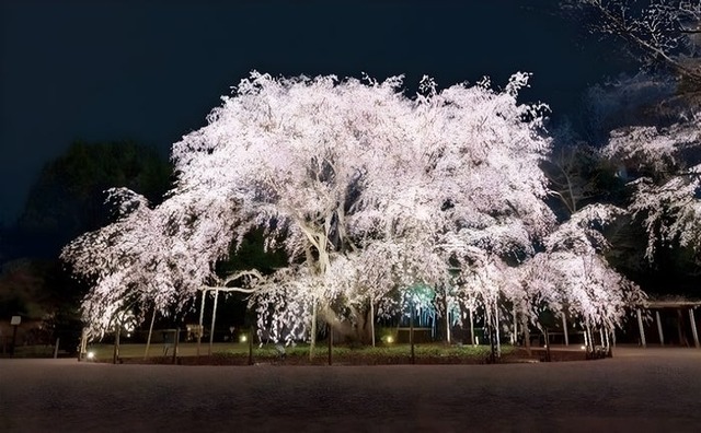 しだれ桜のライトアップ（イメージ）／提供画像