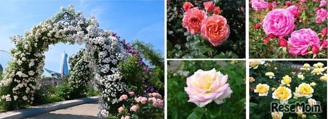 万博記念公園 春のローズフェスタ（イメージ）