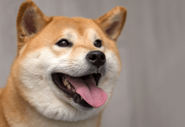 ペットハウスに喜ぶ柴犬　中で暴れていると勢い余り…「笑いが止まらない」