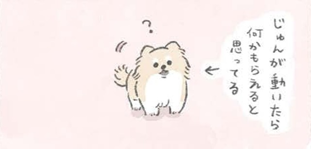 愛犬むっくは動くとついてくる…なにか期待している？ 【うちのむっくはいつも楽しそう #１ 】